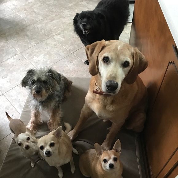 My purpose on Poshmark and on this earth. π - Picture 5 of 5